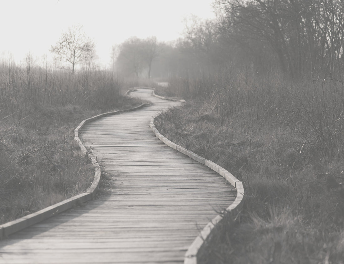 A curving wooden path gently meandering through a treelined field