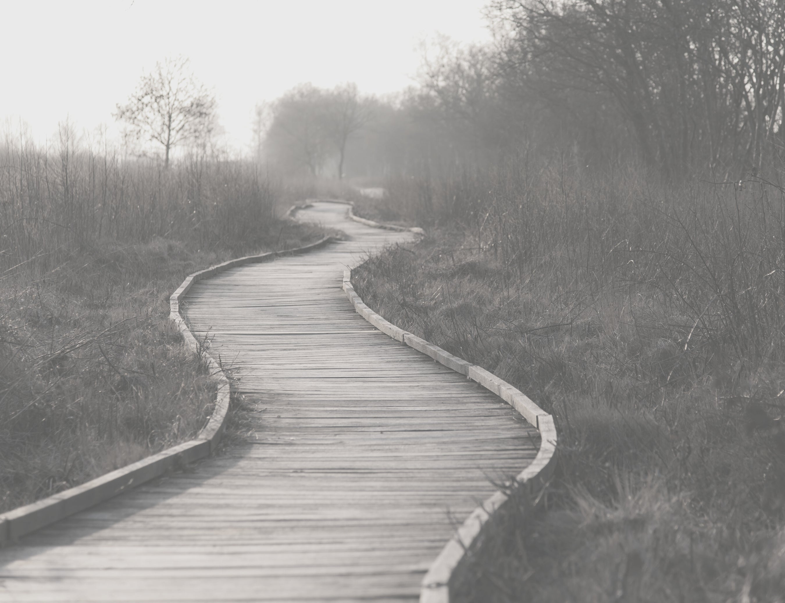 A curving wooden path gently meandering through a treelined field