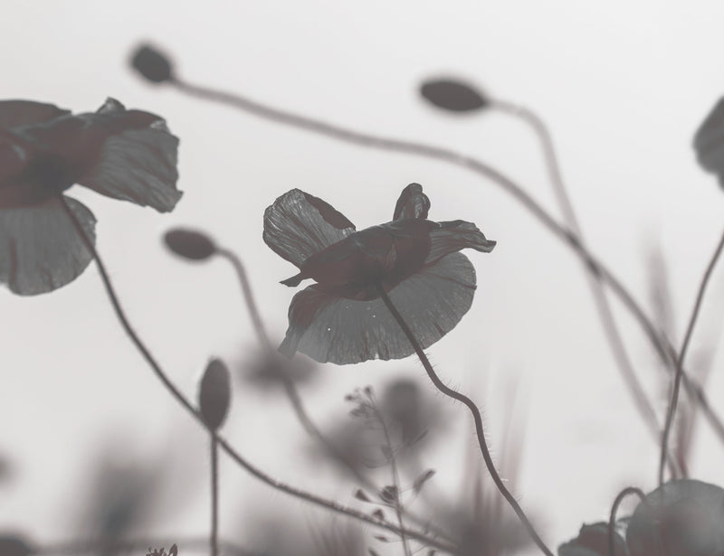 A greyscale photograph of poppies in the breeze