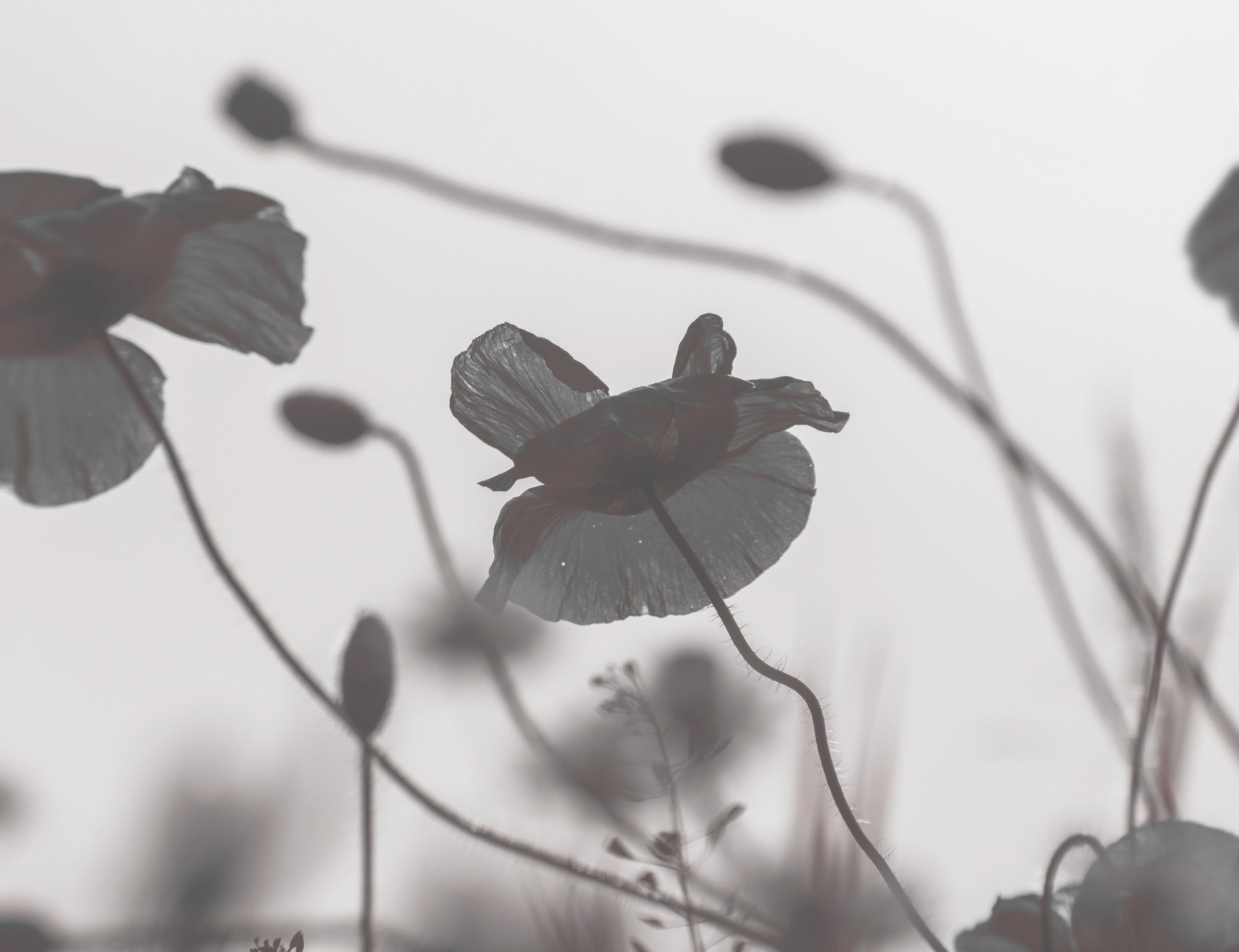 Close-up image of poppies in a field in black and white